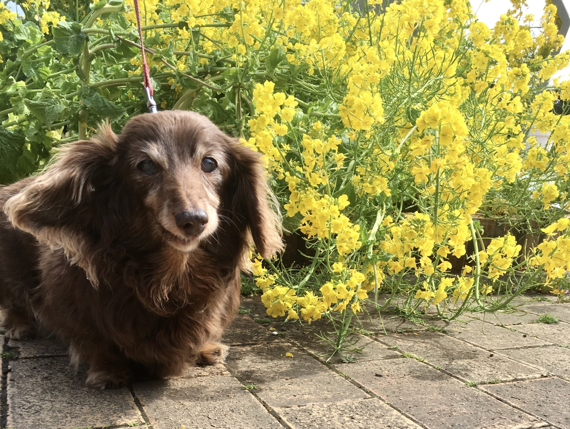戶外散步的熟齡犬