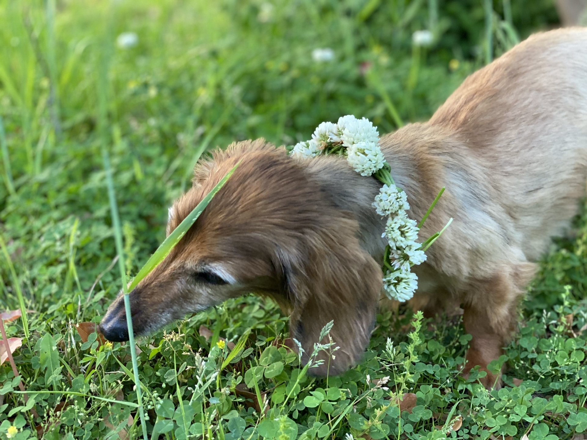 散步中的老犬