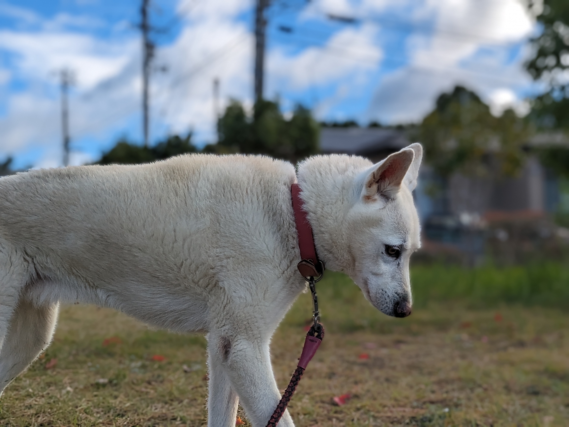戶外的白色犬隻
