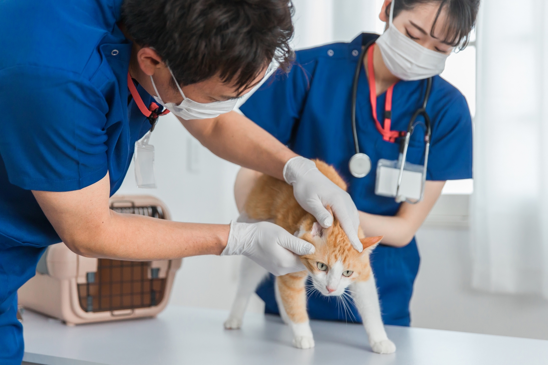 獸醫替貓咪看診