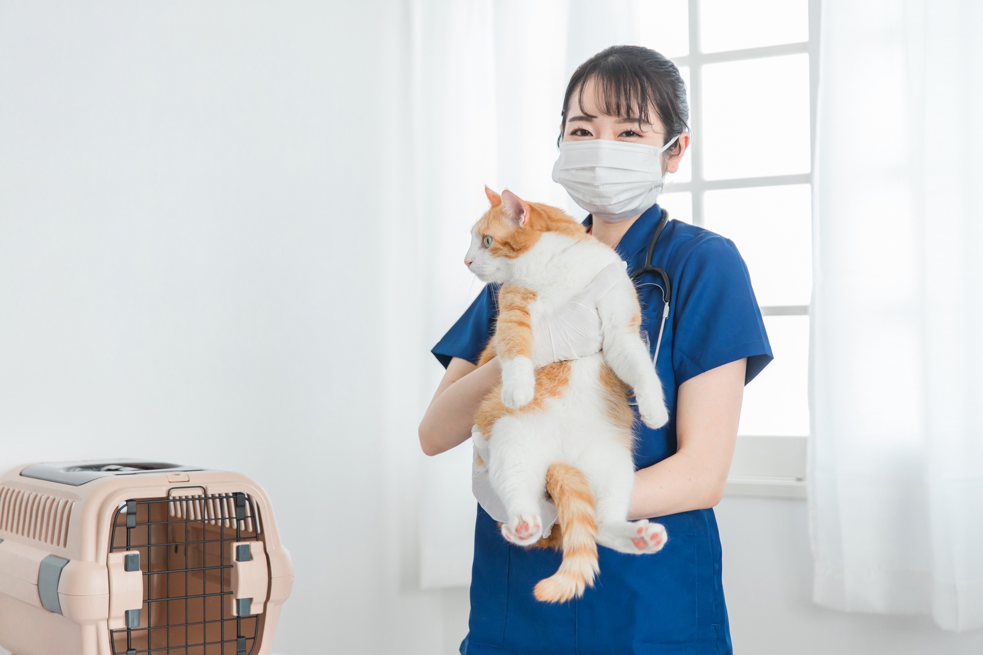 獸醫抱著貓咪