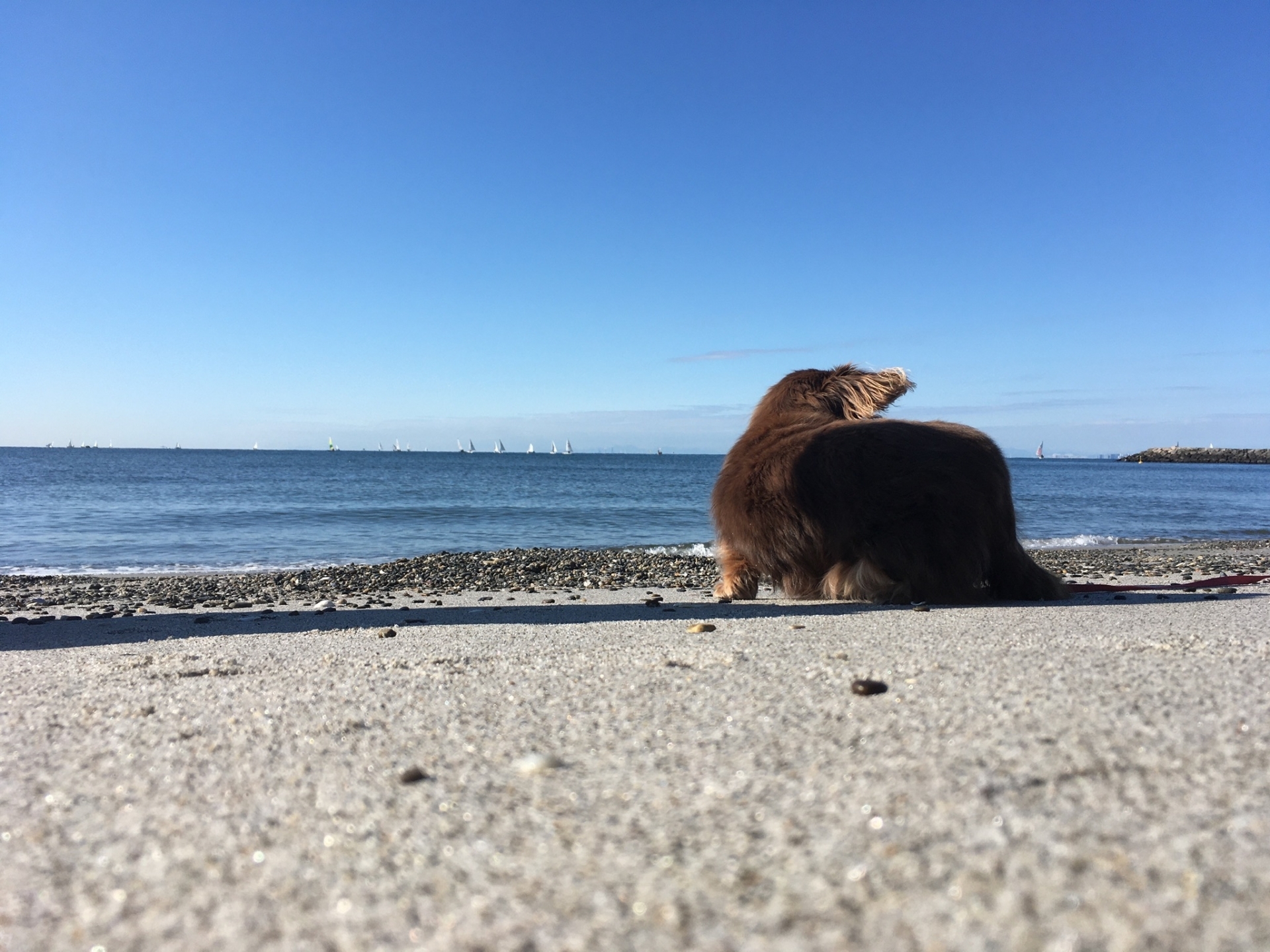 海邊的老犬