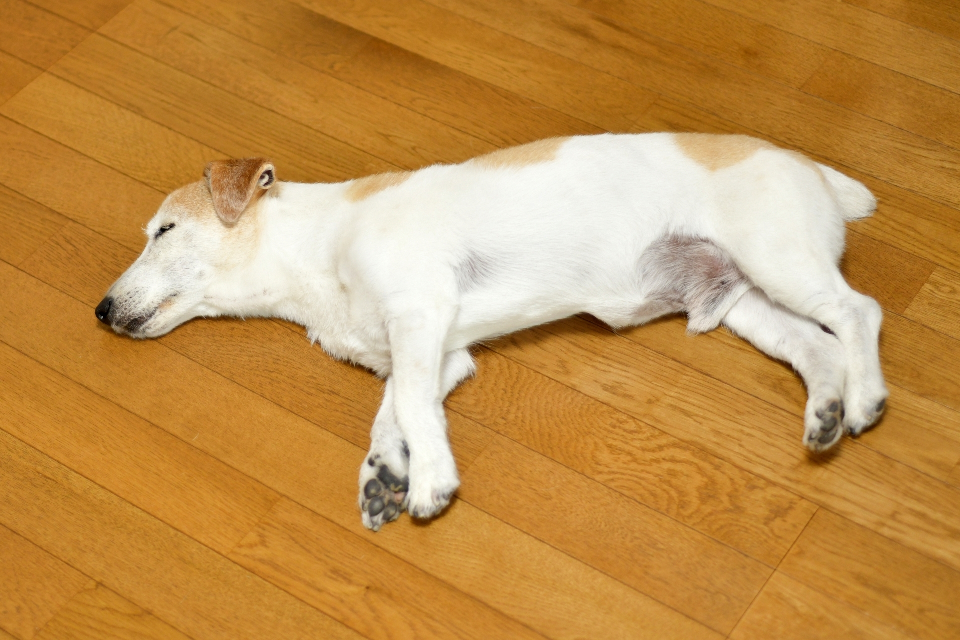 在客廳休息的熟齡犬
