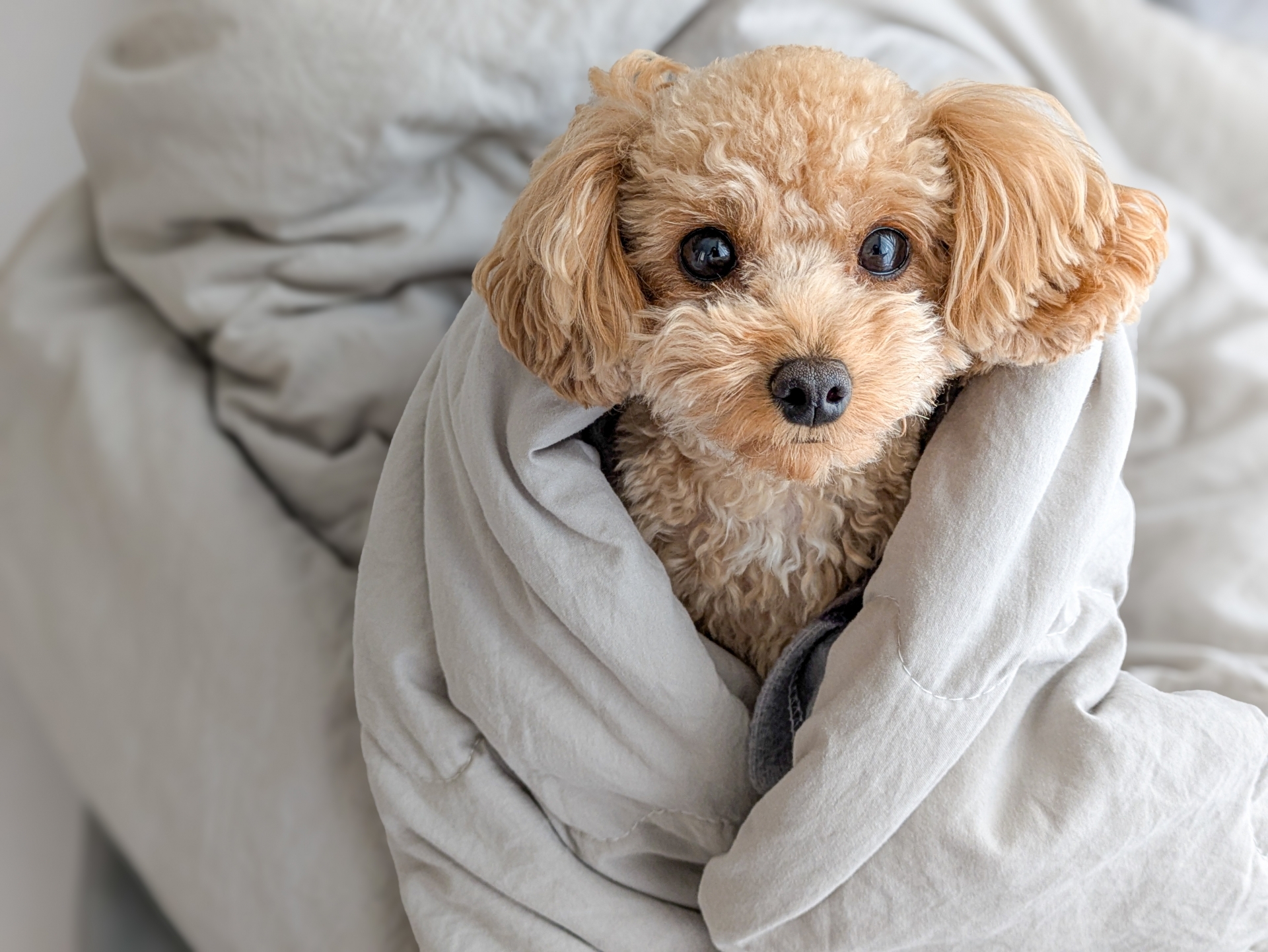 裹著毛巾的小型犬