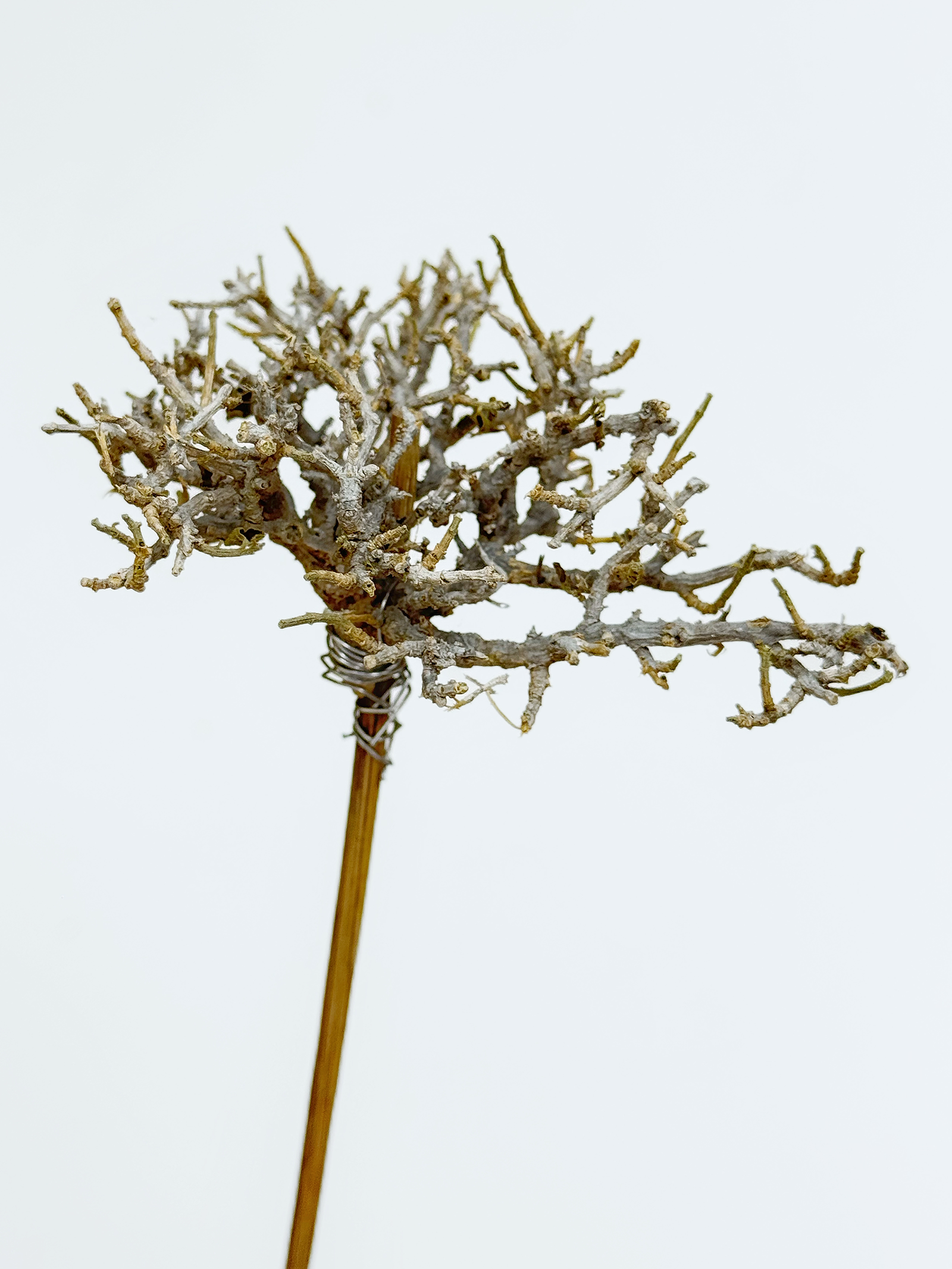 雪花枝