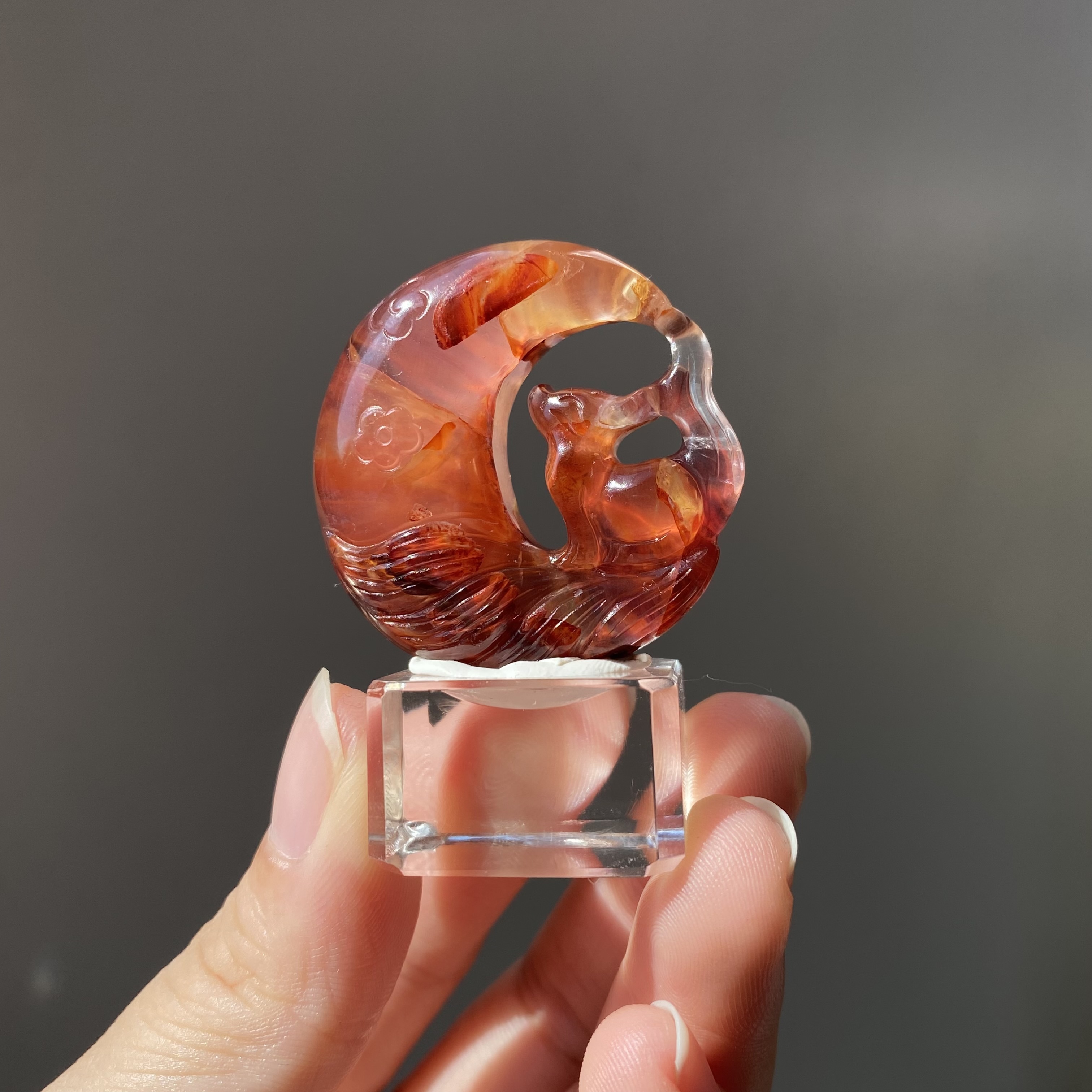 紅膠花九尾狐