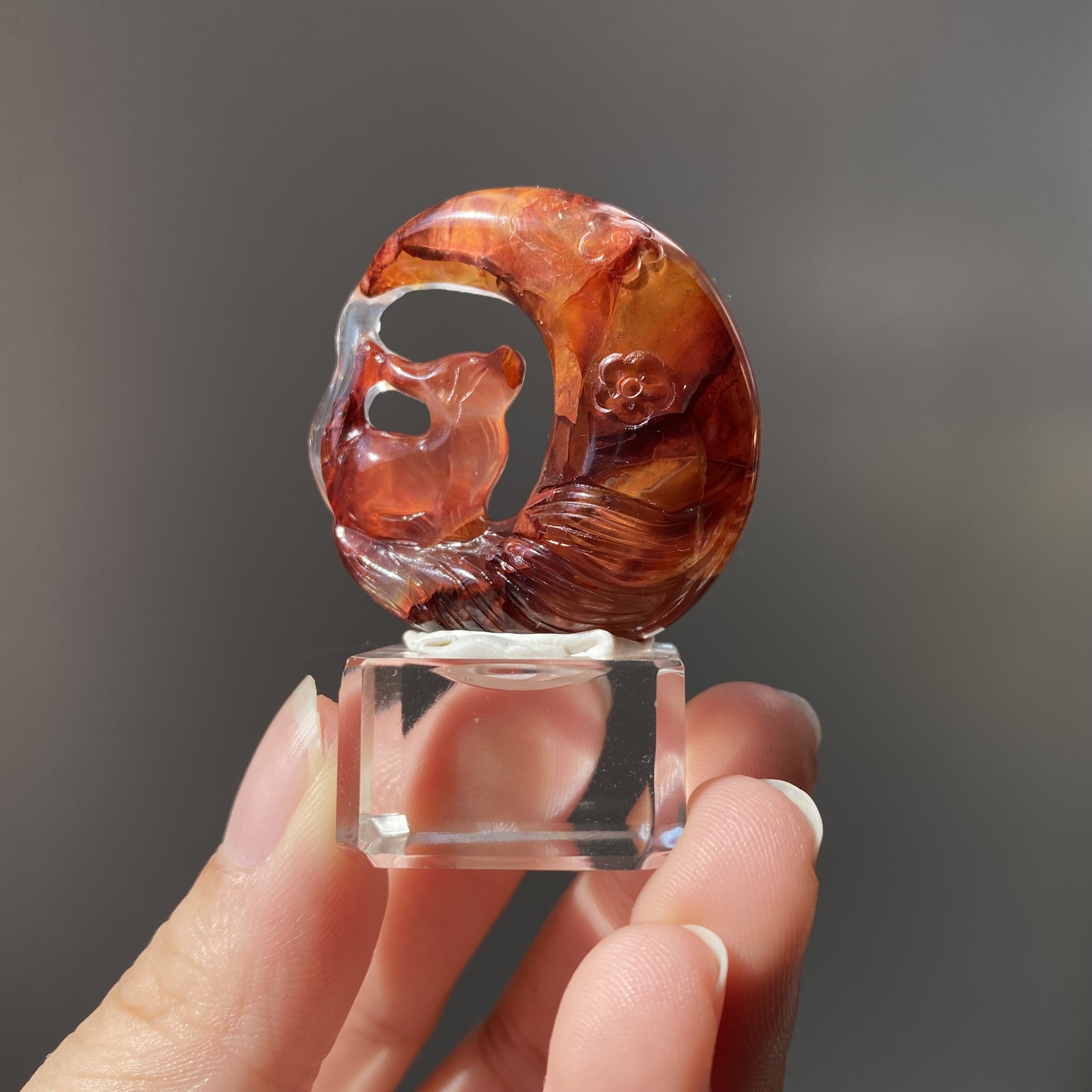 紅膠花九尾狐