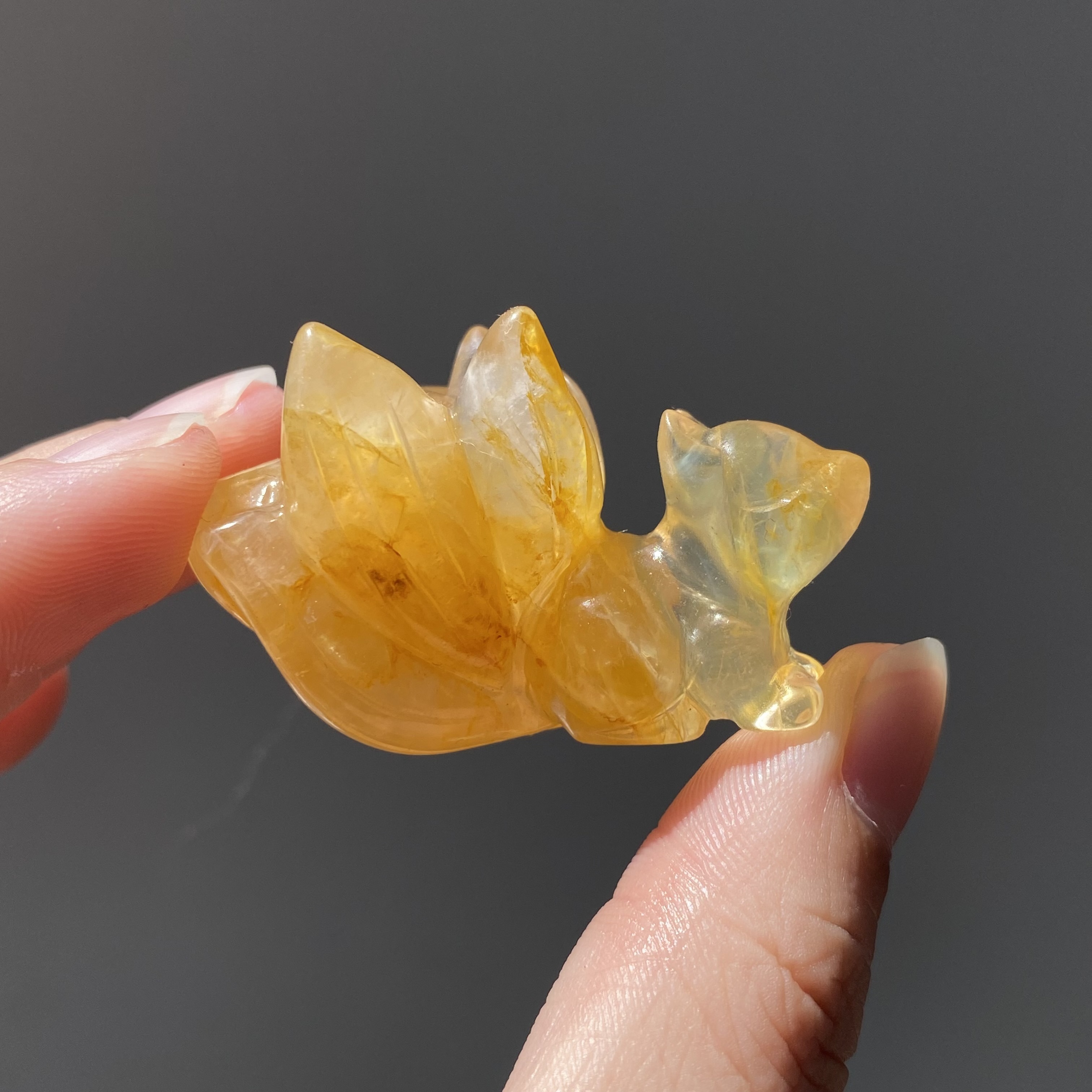 黃膠花蓮花九尾狐