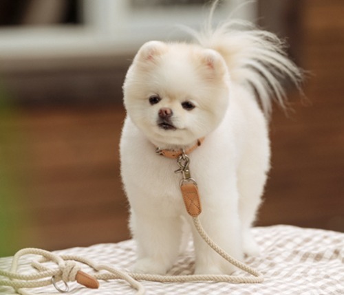 Stroll Slim Leash_Beige
