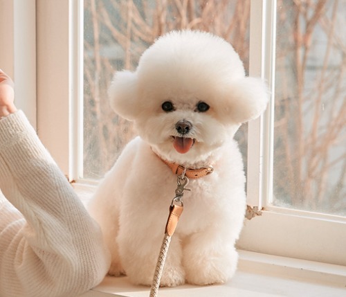 Stroll Classic Rope Leash_Beige