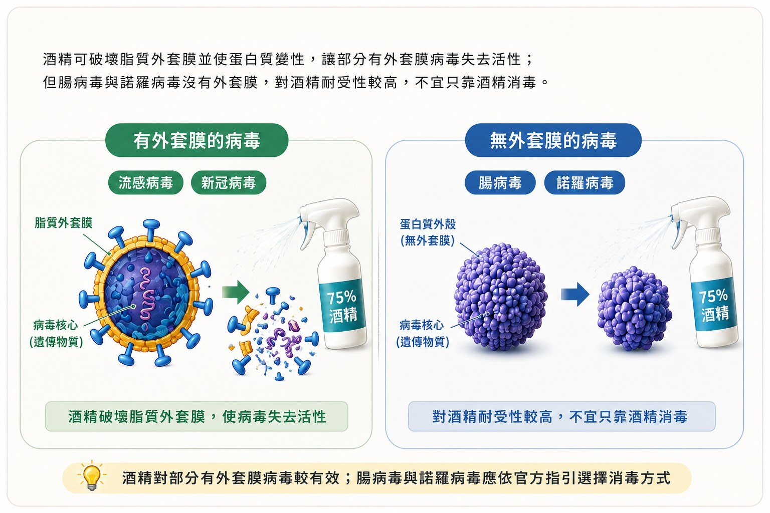 原稿圖解:酒精對有外套膜病毒與無外套膜病毒的作用差異