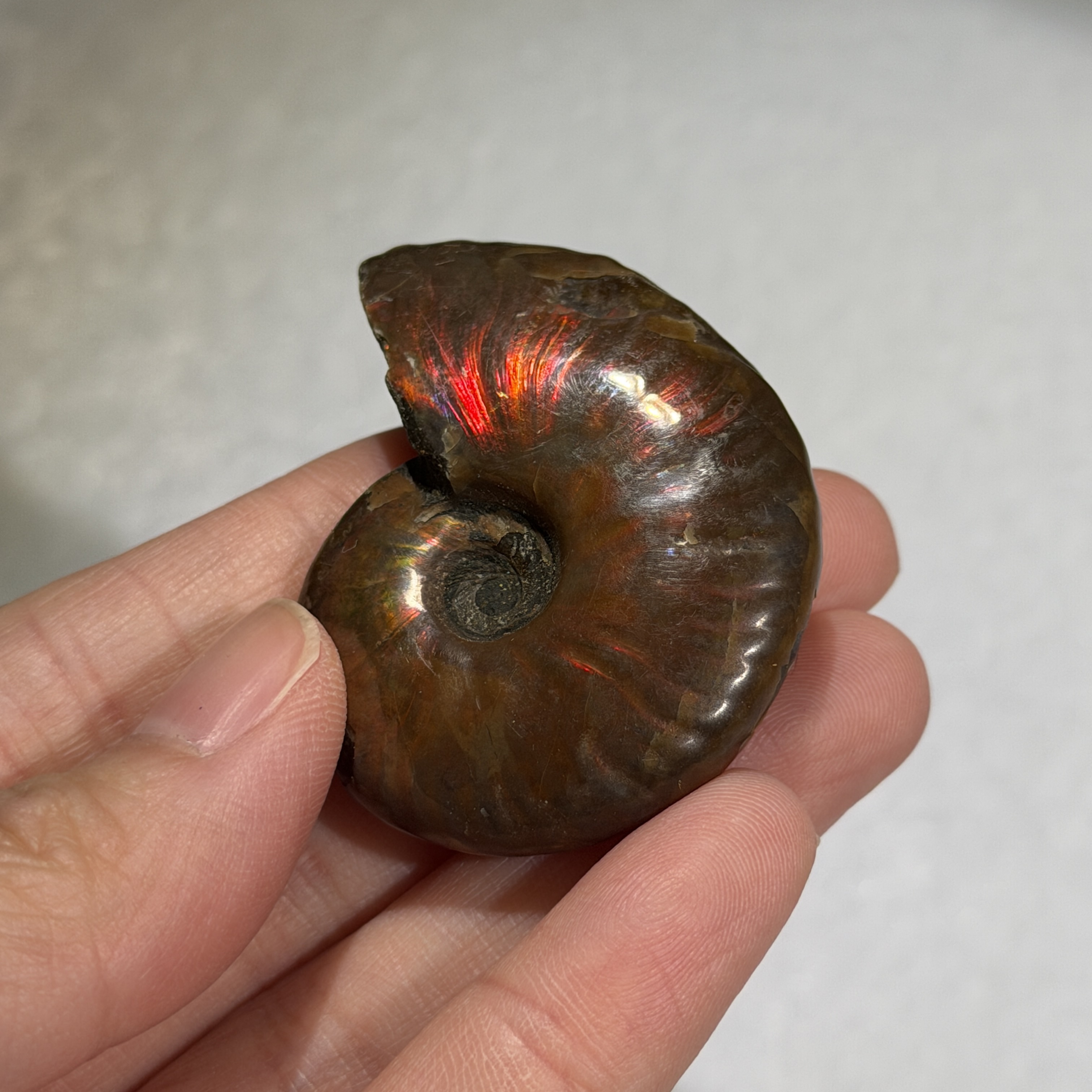 斑彩螺化石 44×36mm AN1676