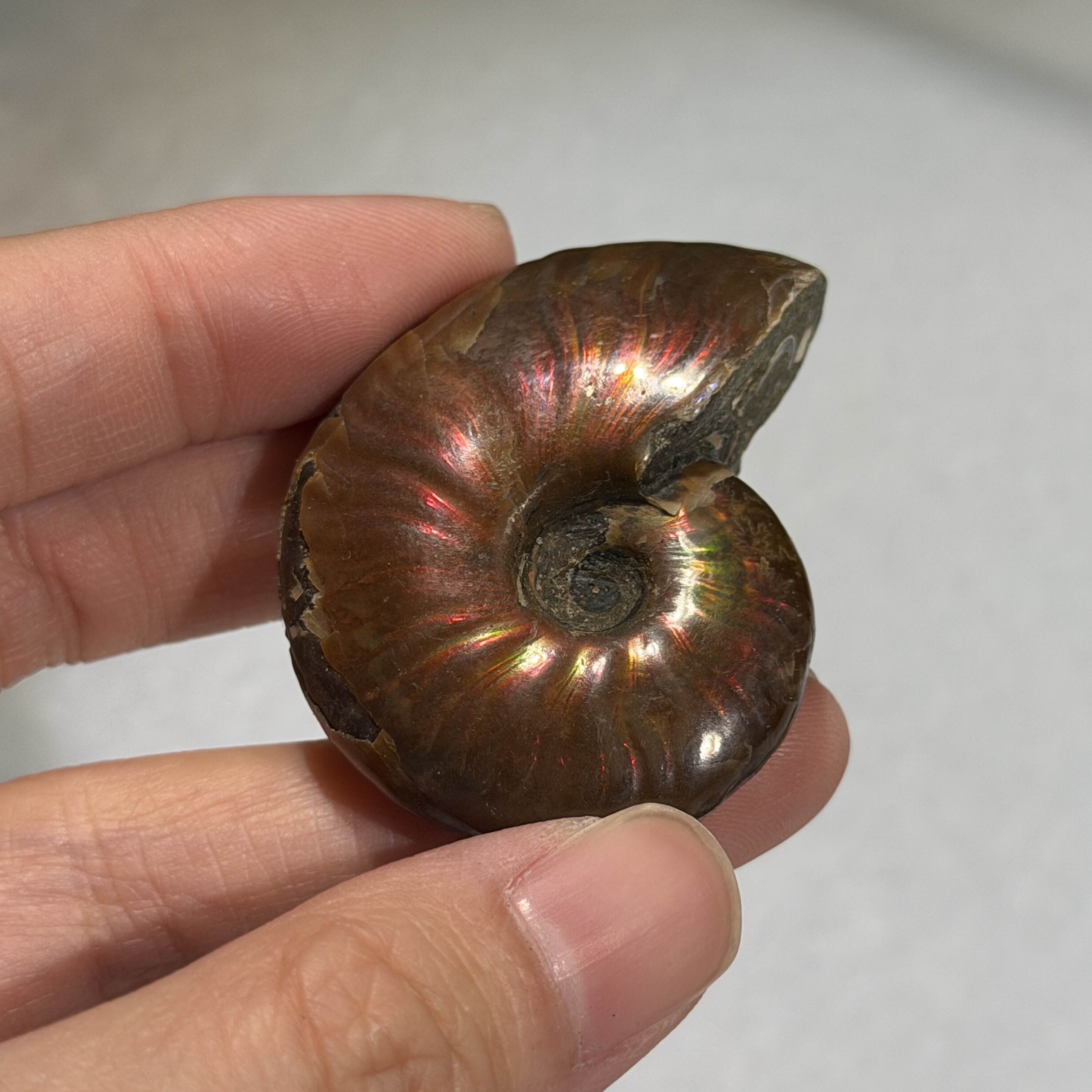 斑彩螺化石 44×36mm AN1676