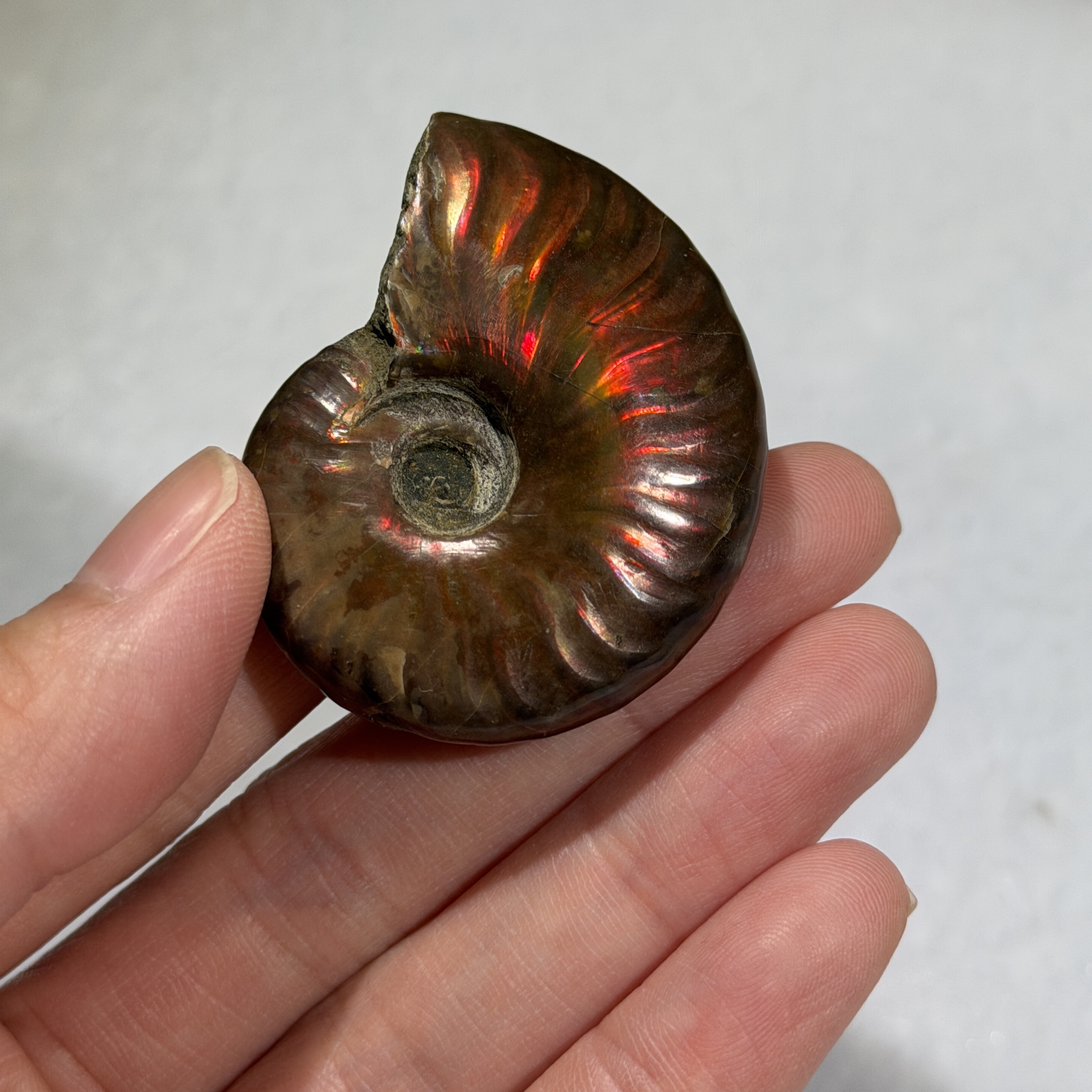 斑彩螺化石 43×36mm AN1679