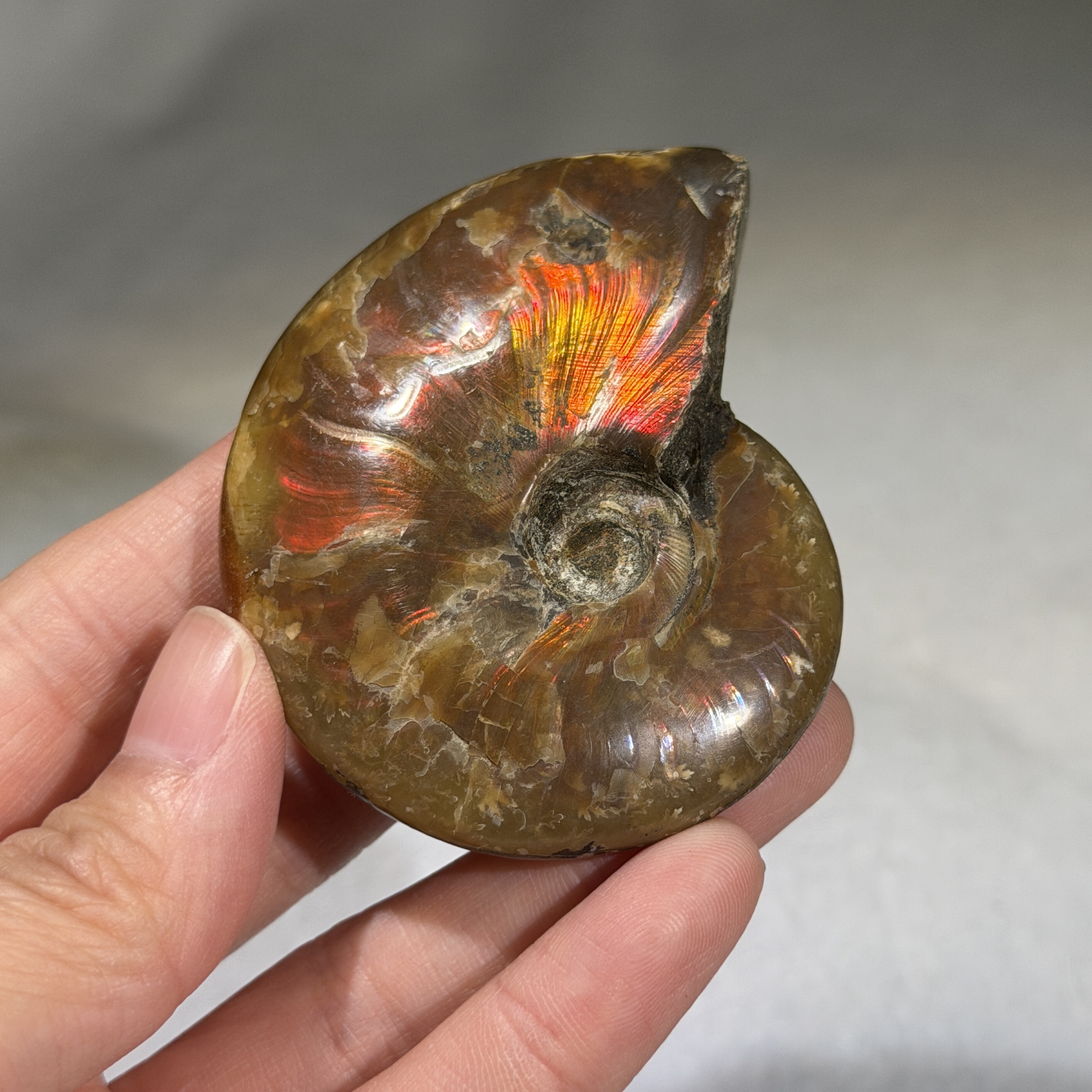 斑彩螺化石 65×54mm AN1683