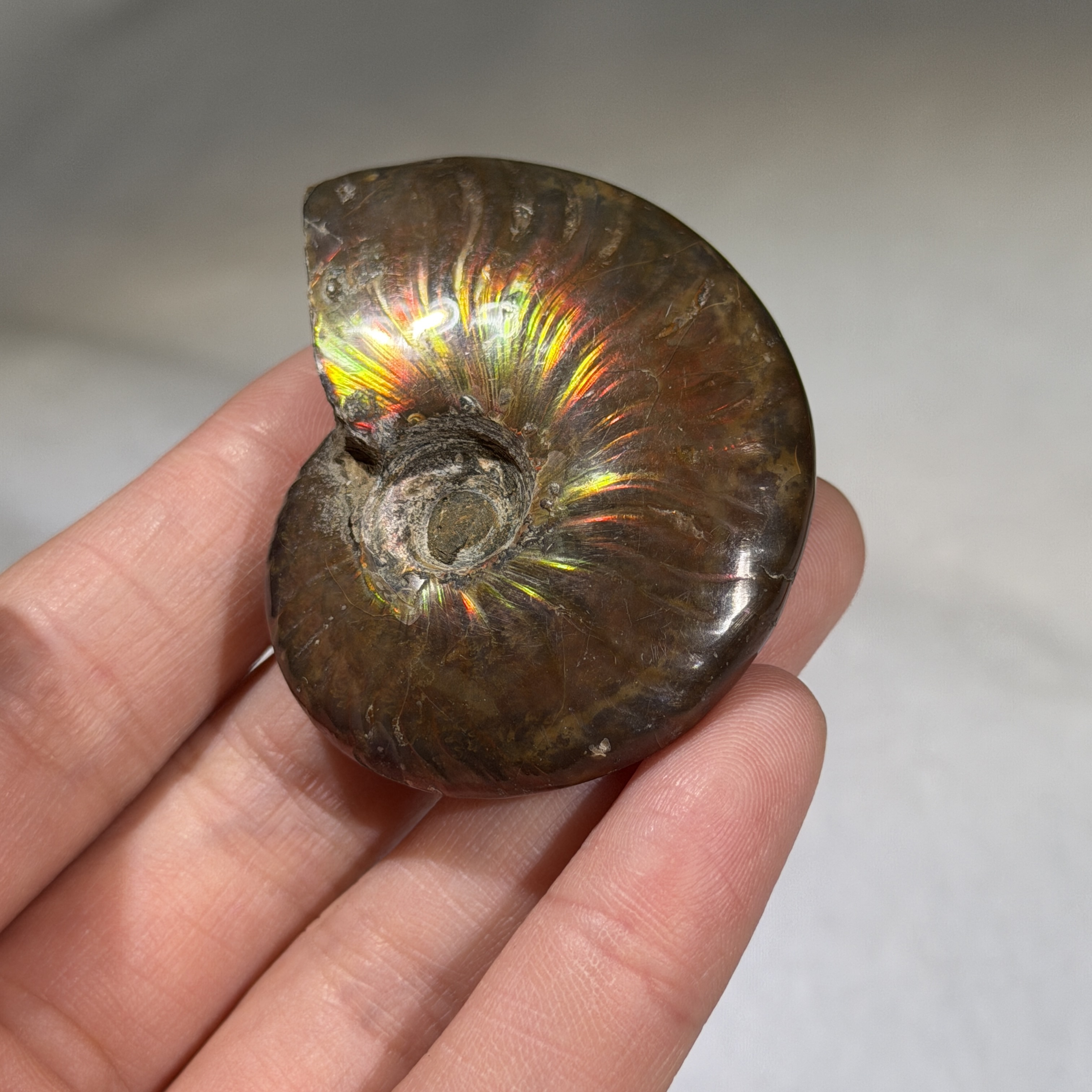 斑彩螺化石 51×41mm AN1685