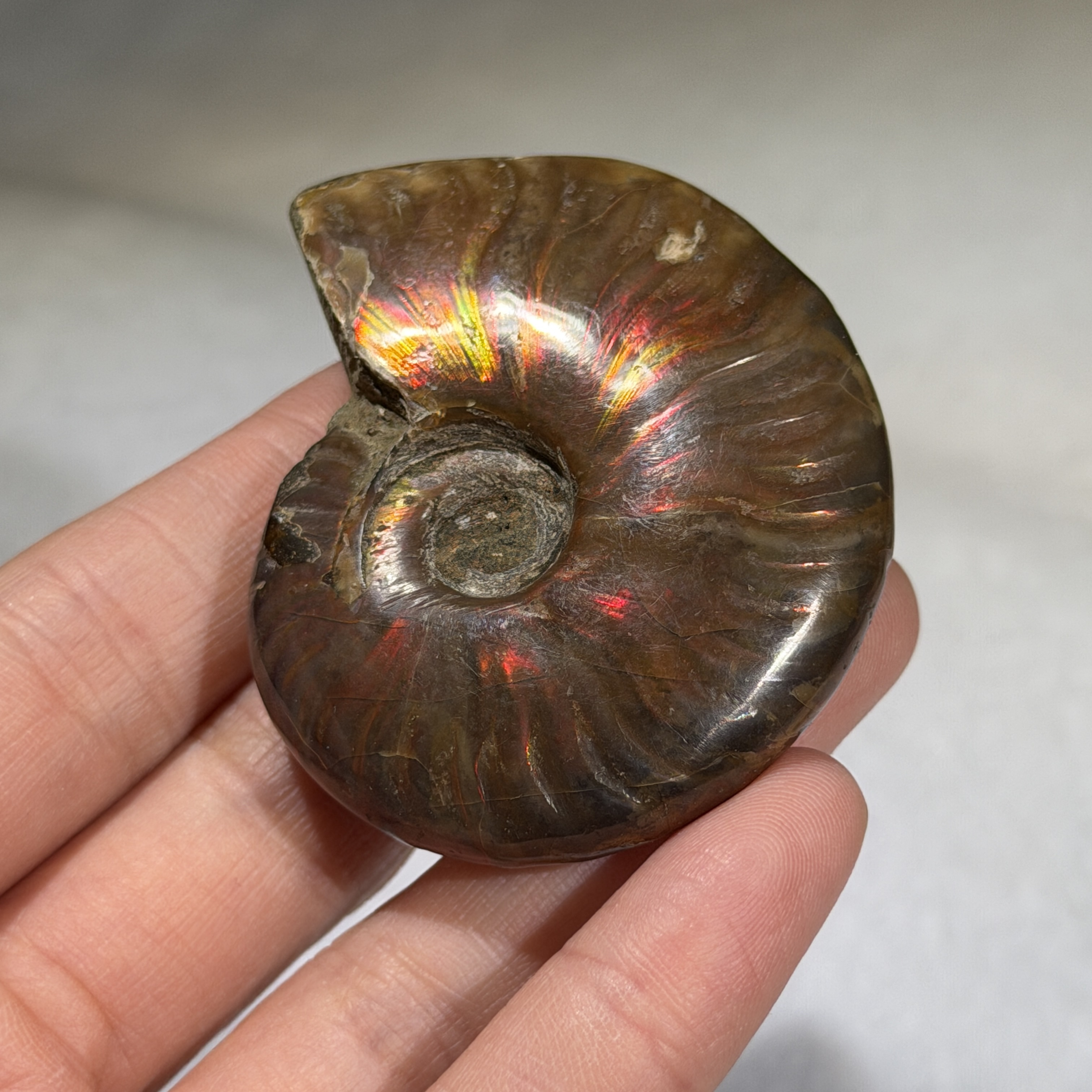 斑彩螺化石 55×46mm AN1686