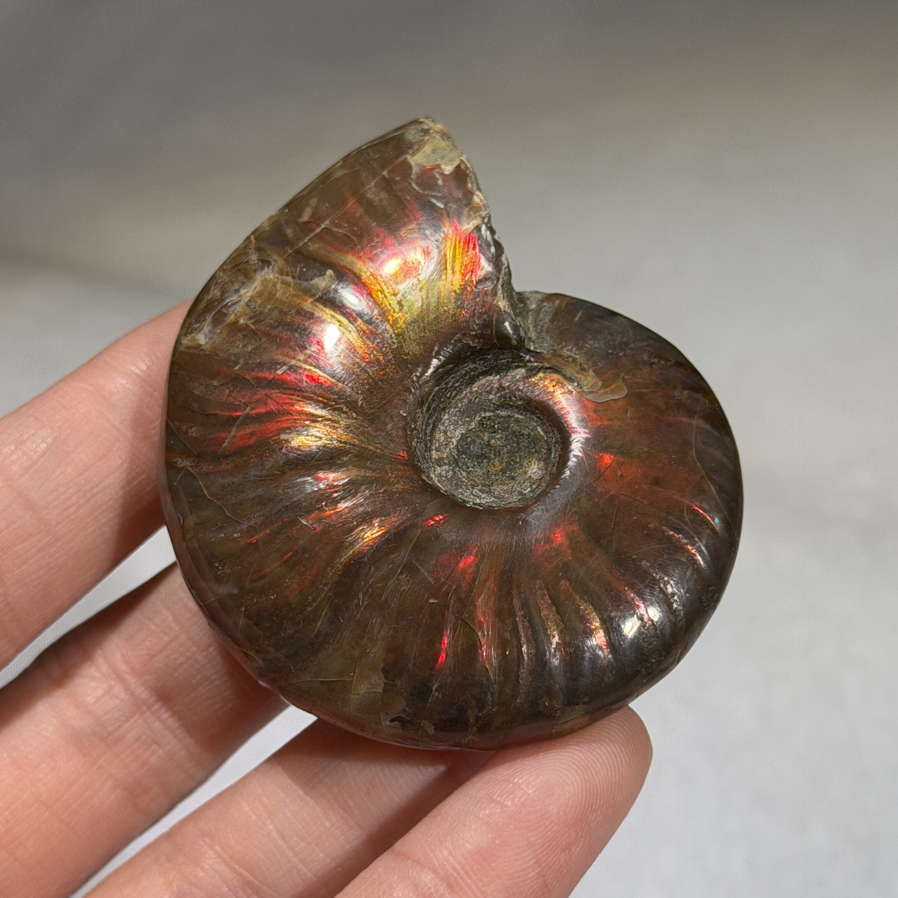 斑彩螺化石 55×46mm AN1686