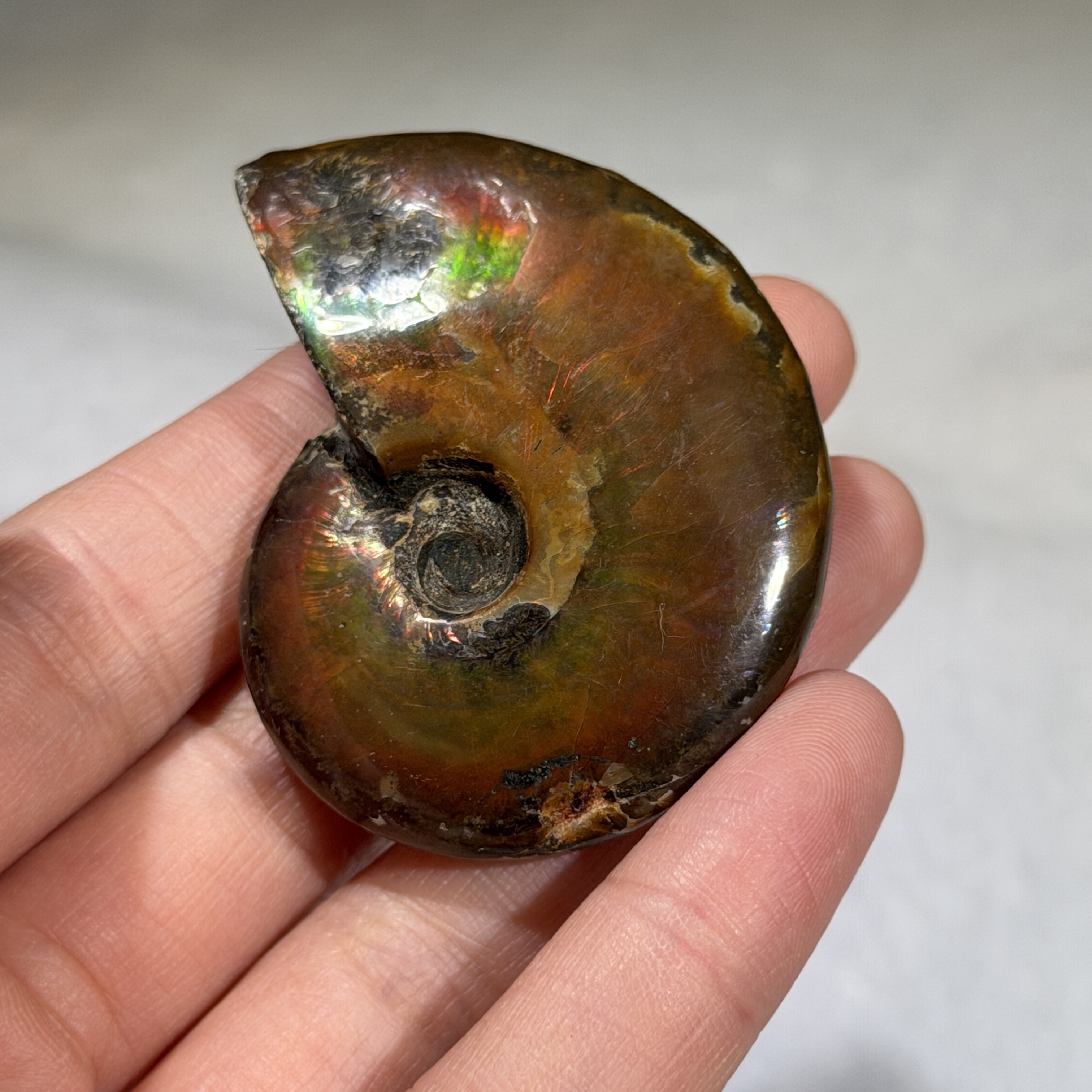 斑彩螺化石 52×41mm AN1688