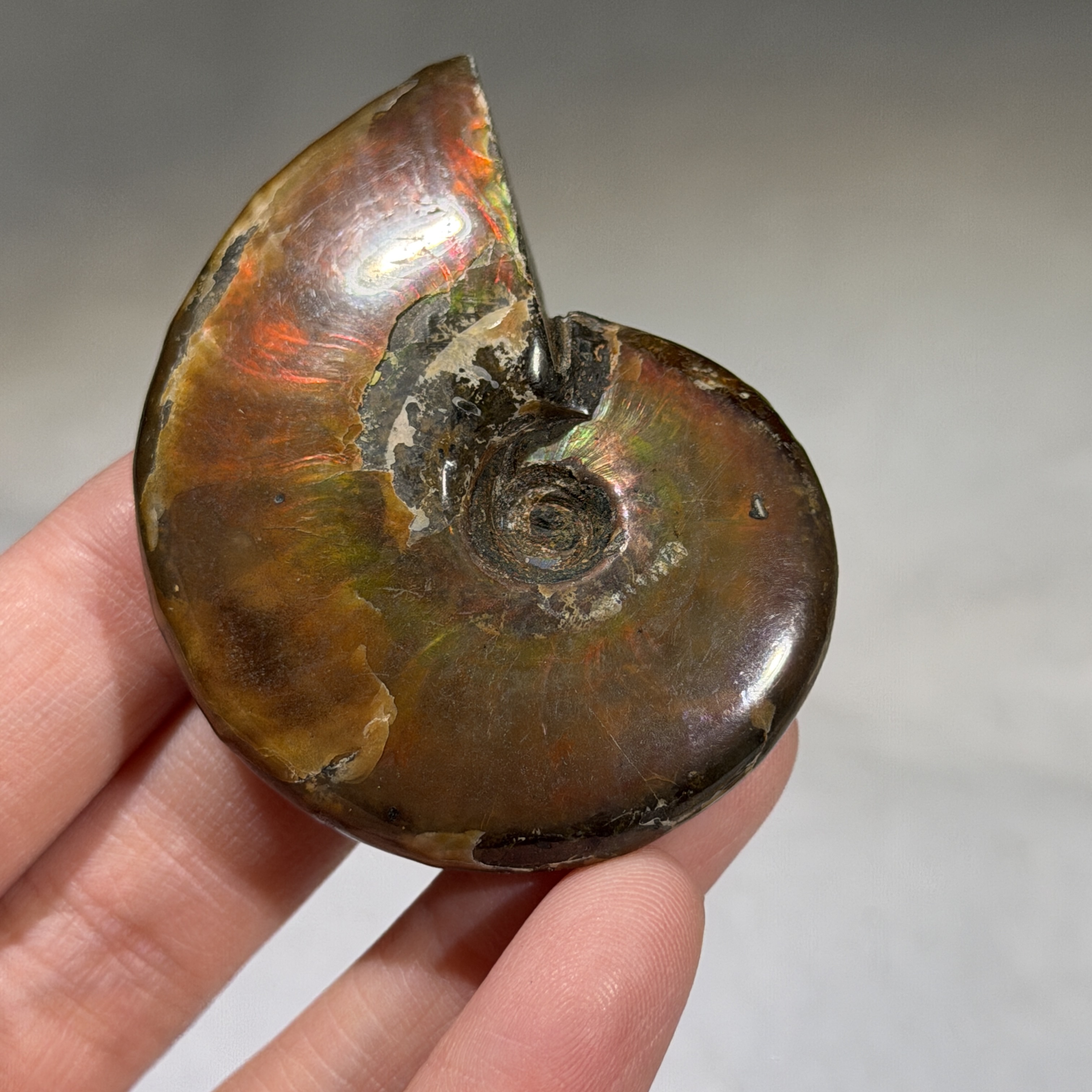 斑彩螺化石 52×41mm AN1688