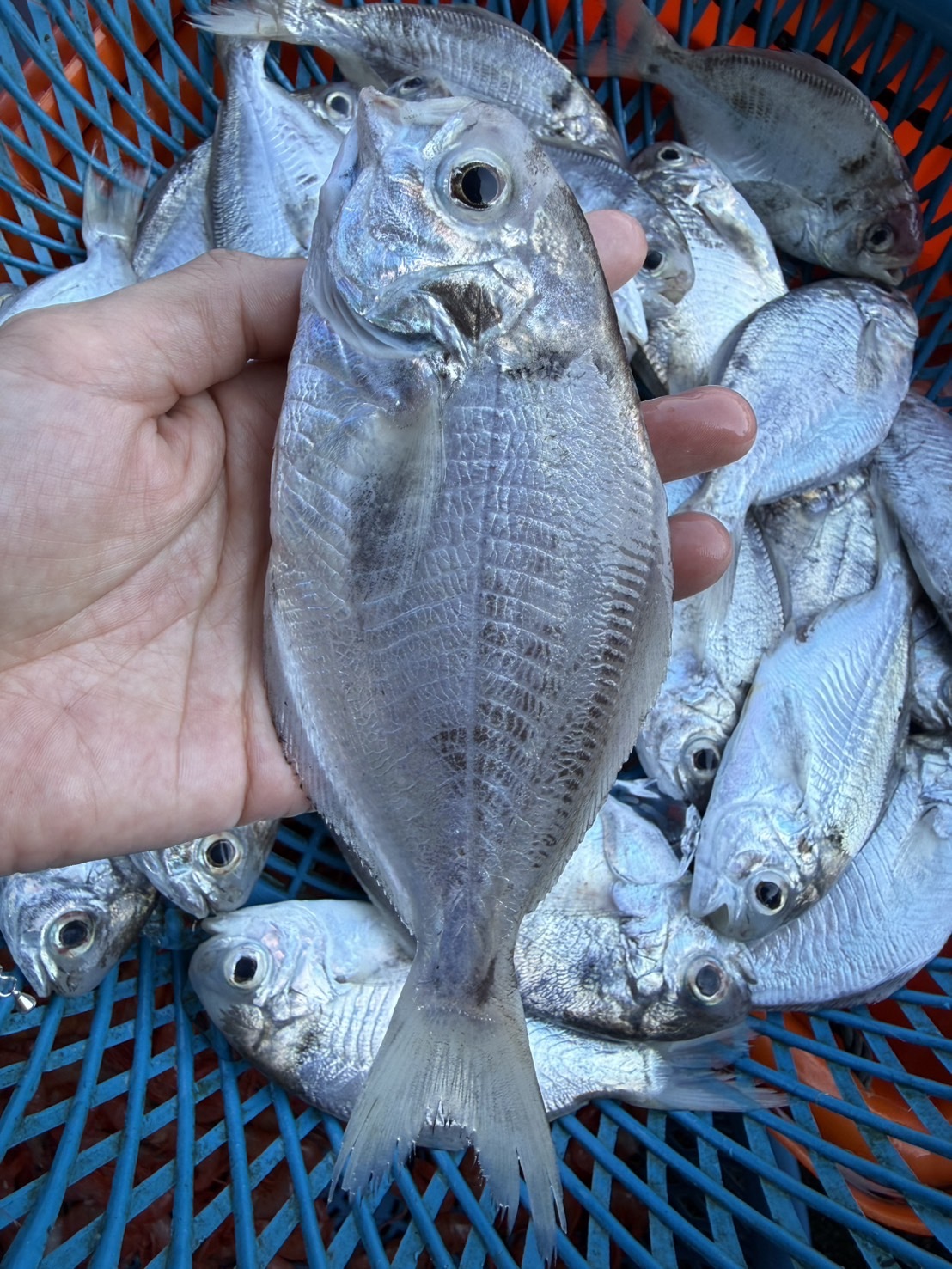 【肉魚】已二去