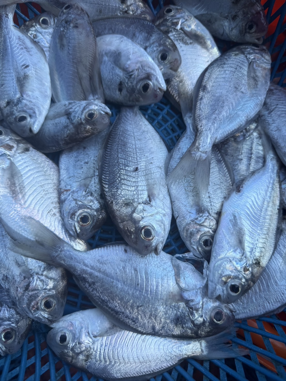 【肉魚】已二去
