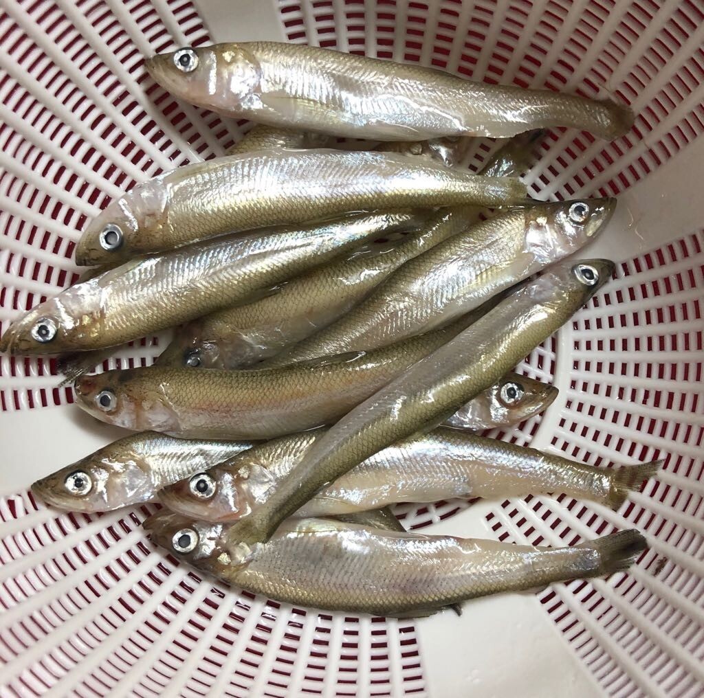 柳葉魚（日本柳葉魚）