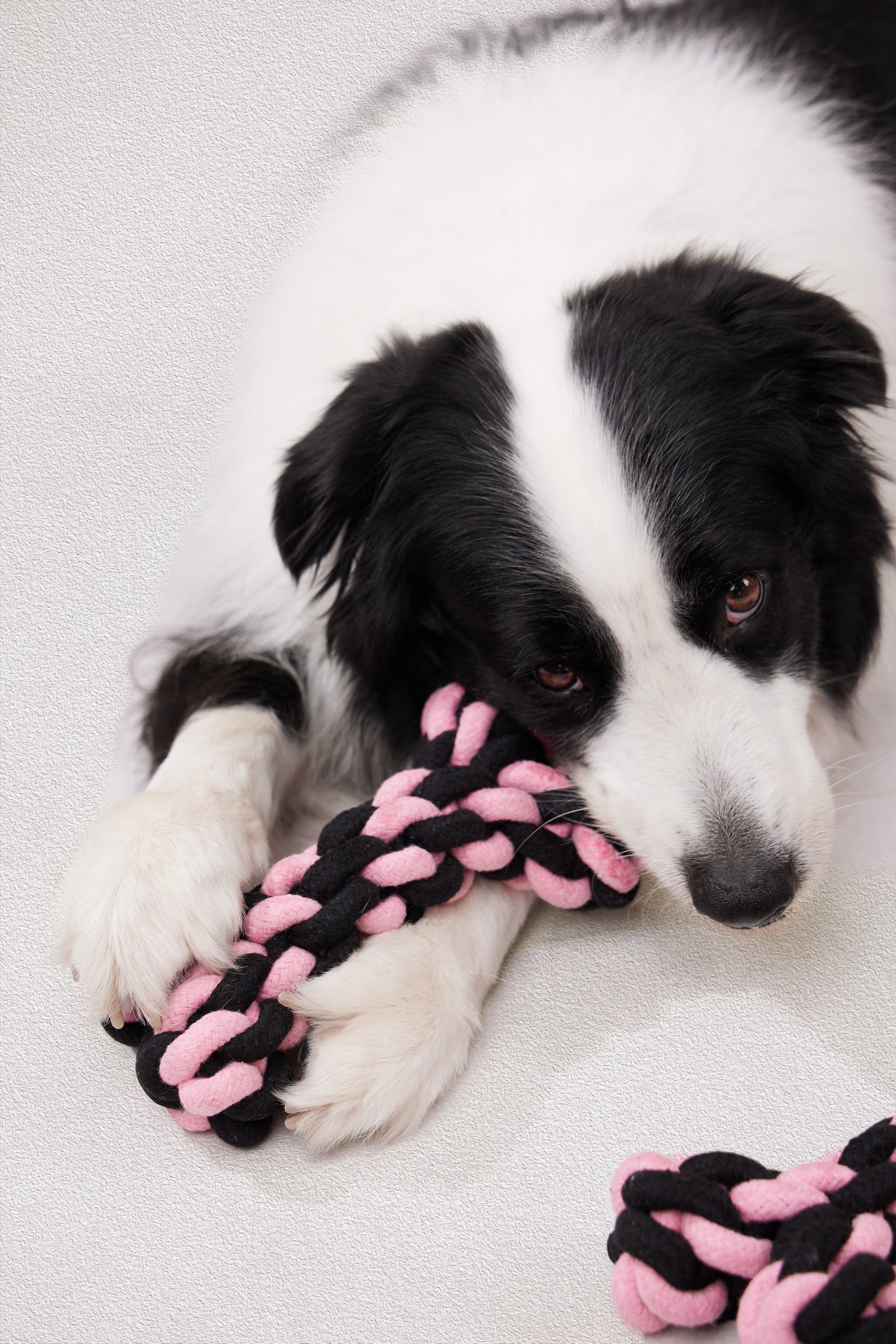 M-Pets 狗玩具．LUUKS UP 骨頭繩索玩具 粉黑色19cm