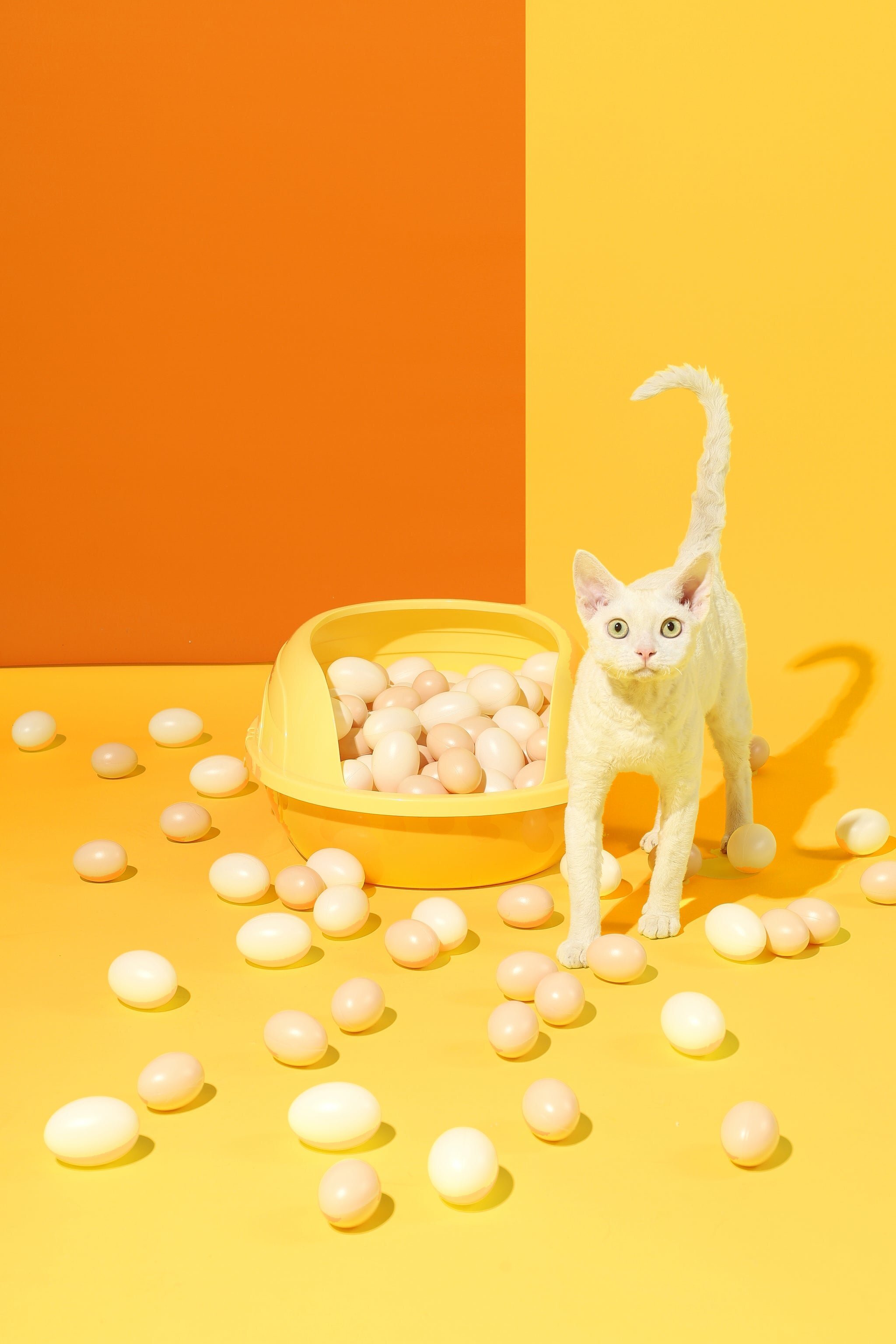 M-Pets．LUUKS UP 蛋殼貓砂盆套裝 黃色