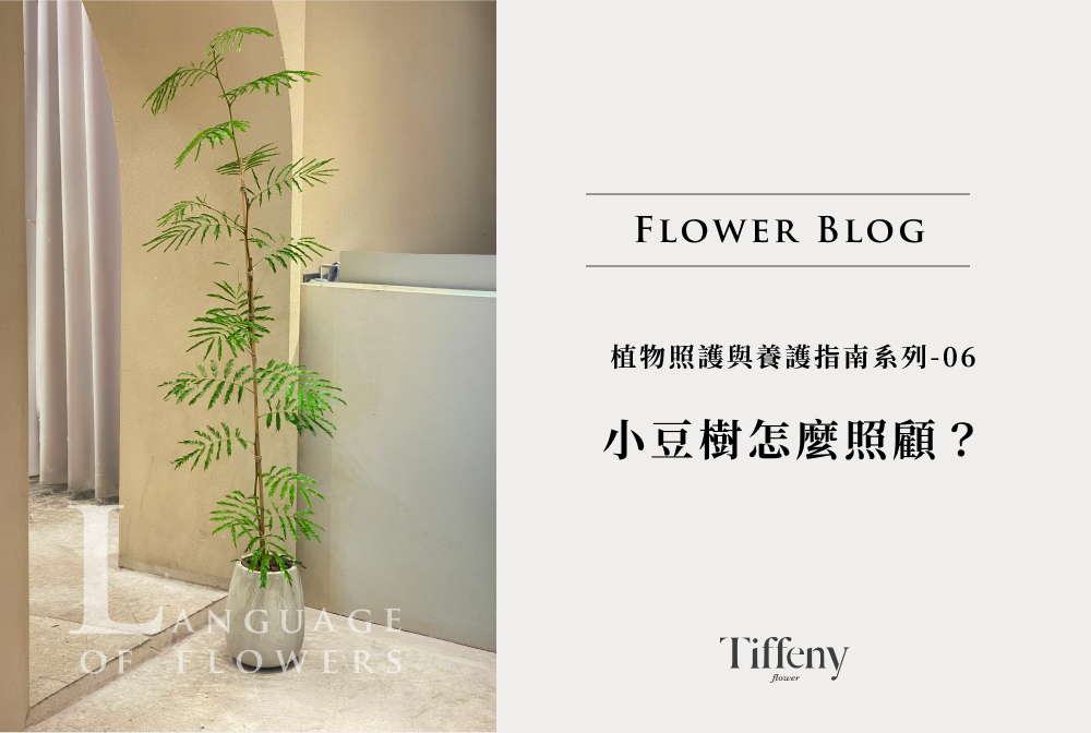 小豆樹照顧