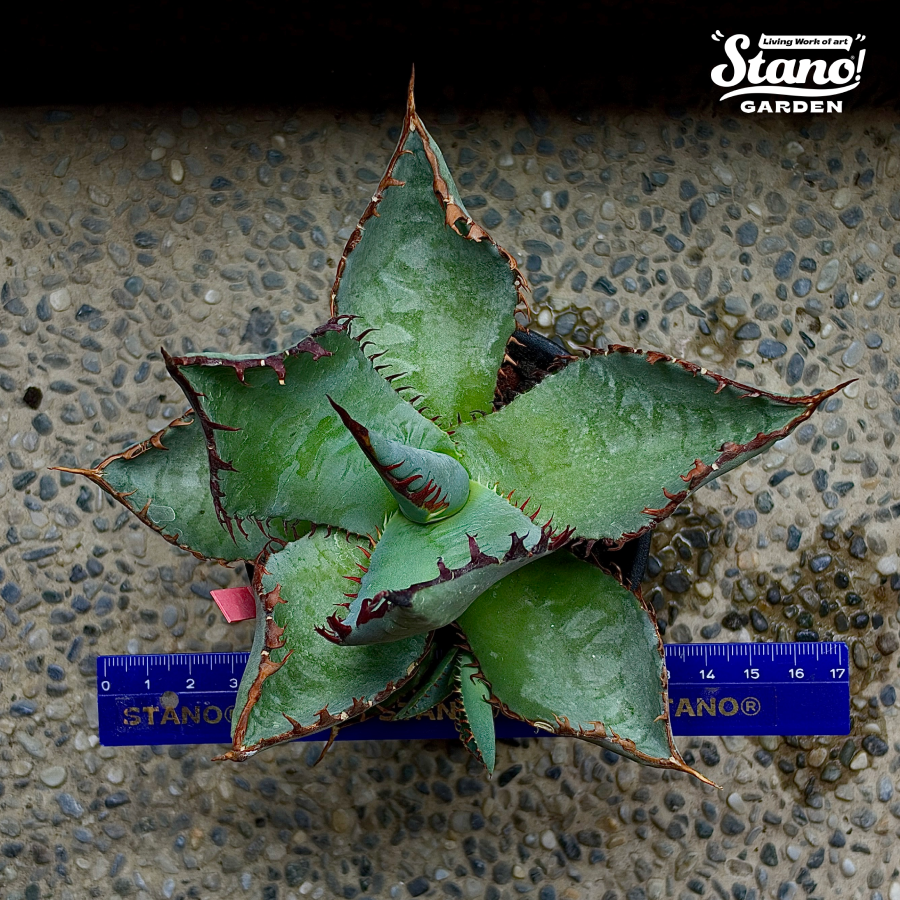 STANO® 初販売｜希少ハイブリッド  屈原の舞扇 × 姫厳竜｜一点限定｜LED管理個体｜20261013