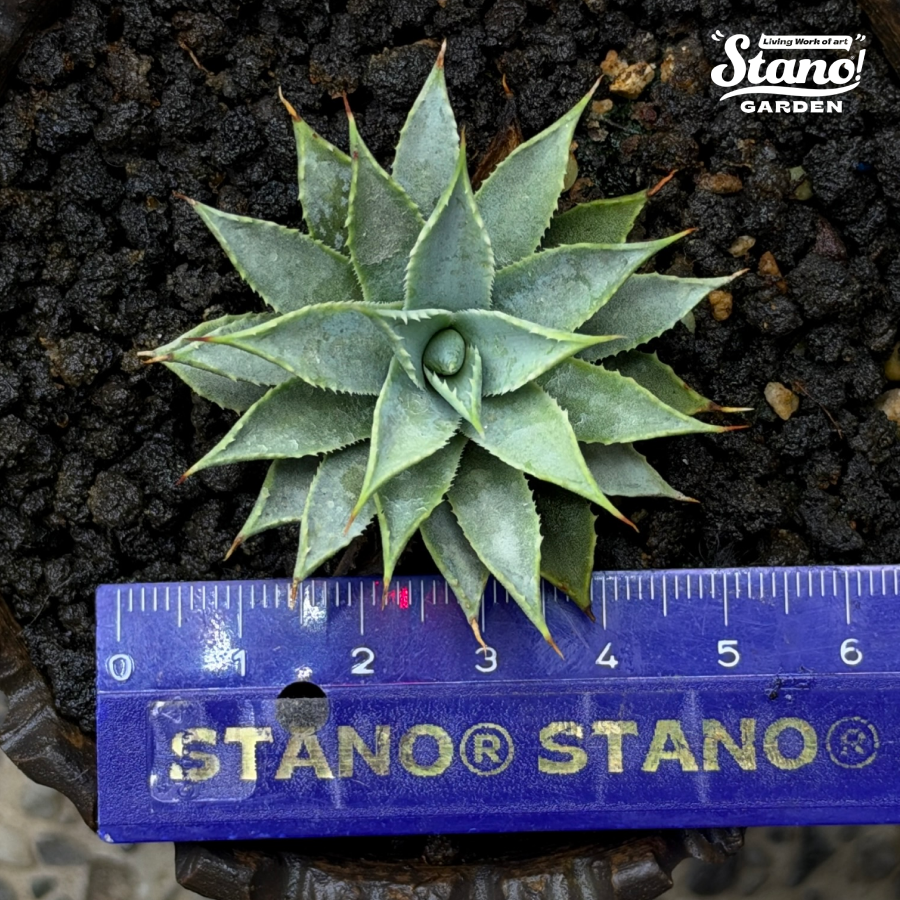 STANO® 自家交配選拔「楊貴妃 × 妖炎」｜世界に一株だけ｜一点限定｜LED管理個体