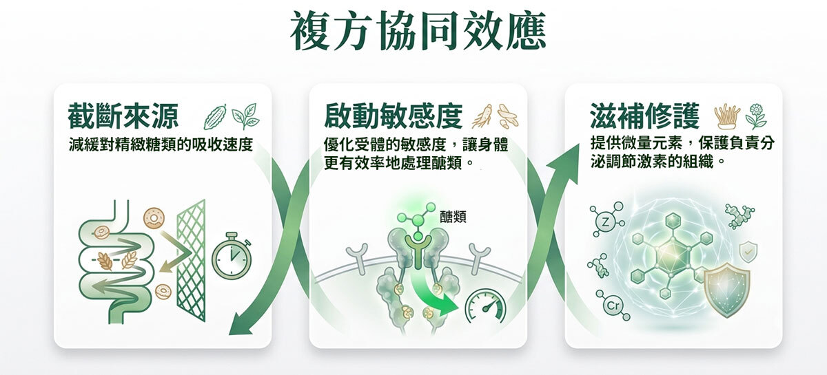 複方協同效應機制圖，包含三個步驟：一、截斷來源，利用苦瓜與桑葉減緩精緻糖類吸收；二、啟動敏感度，利用人蔘與黃耆優化細胞受體以效率處理糖類；三、滋補修護，提供鋅與鉻等微量元素並以盾牌意象保護分泌調節激素的組織。整體為純白底色搭配綠色臨床醫療風格。