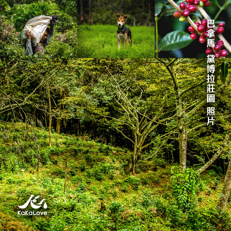 巴拿馬 水洗 黛博拉莊園 風土 藝伎 0.25磅