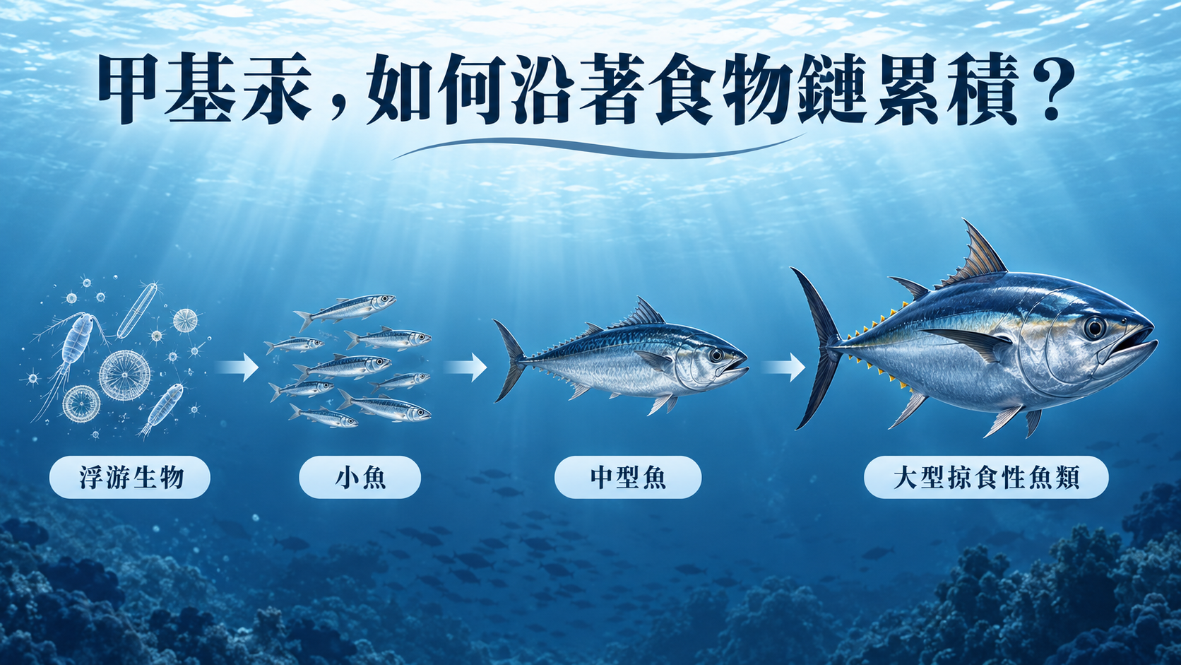 甲基汞食物鏈累積示意