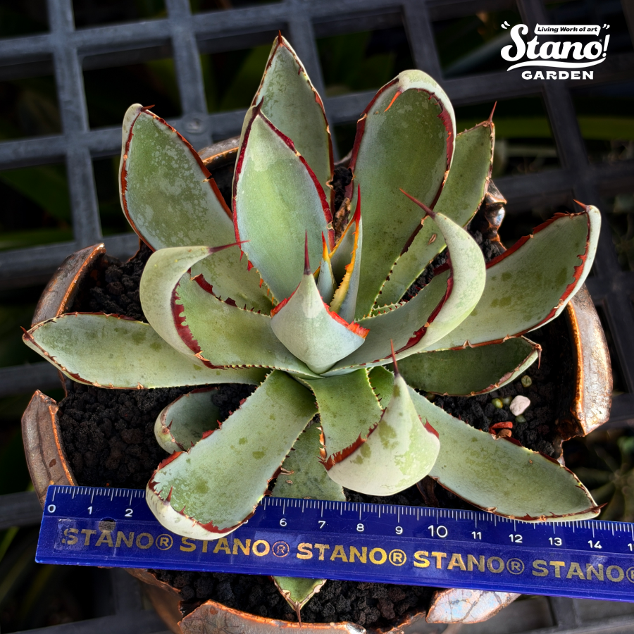 『超選別シリーズ』初放出 STANO® 自家交配 NEW HYBRID 実生選抜「瀧雷 × 血雷」× 巌竜｜一点限定｜屋外管理個体｜20261014