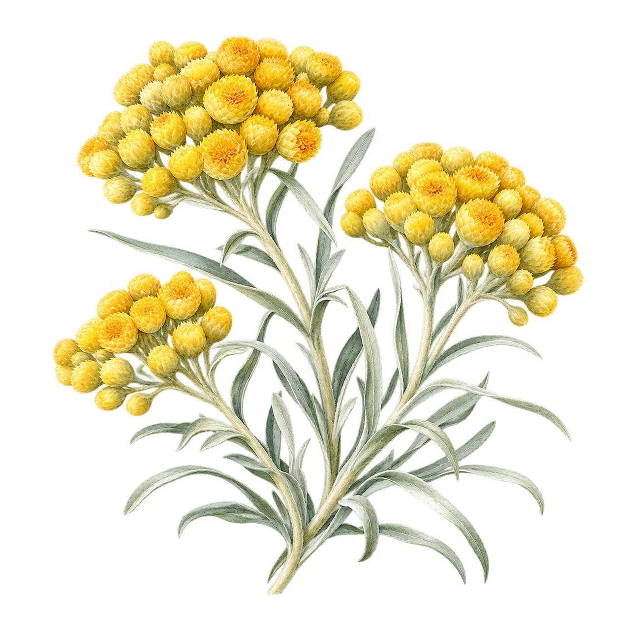 義大利永久花金黃色花簇水彩插畫