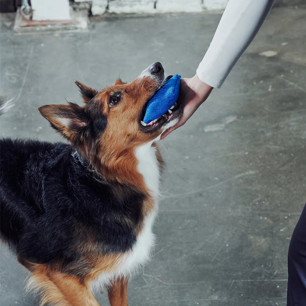 MAXER | Crunch Tug Large | 耐咬拉扯玩具 | 響紙款 | 藍色