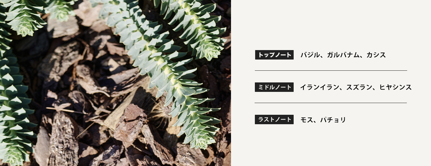 クローゼットタグ－白檀の修道院