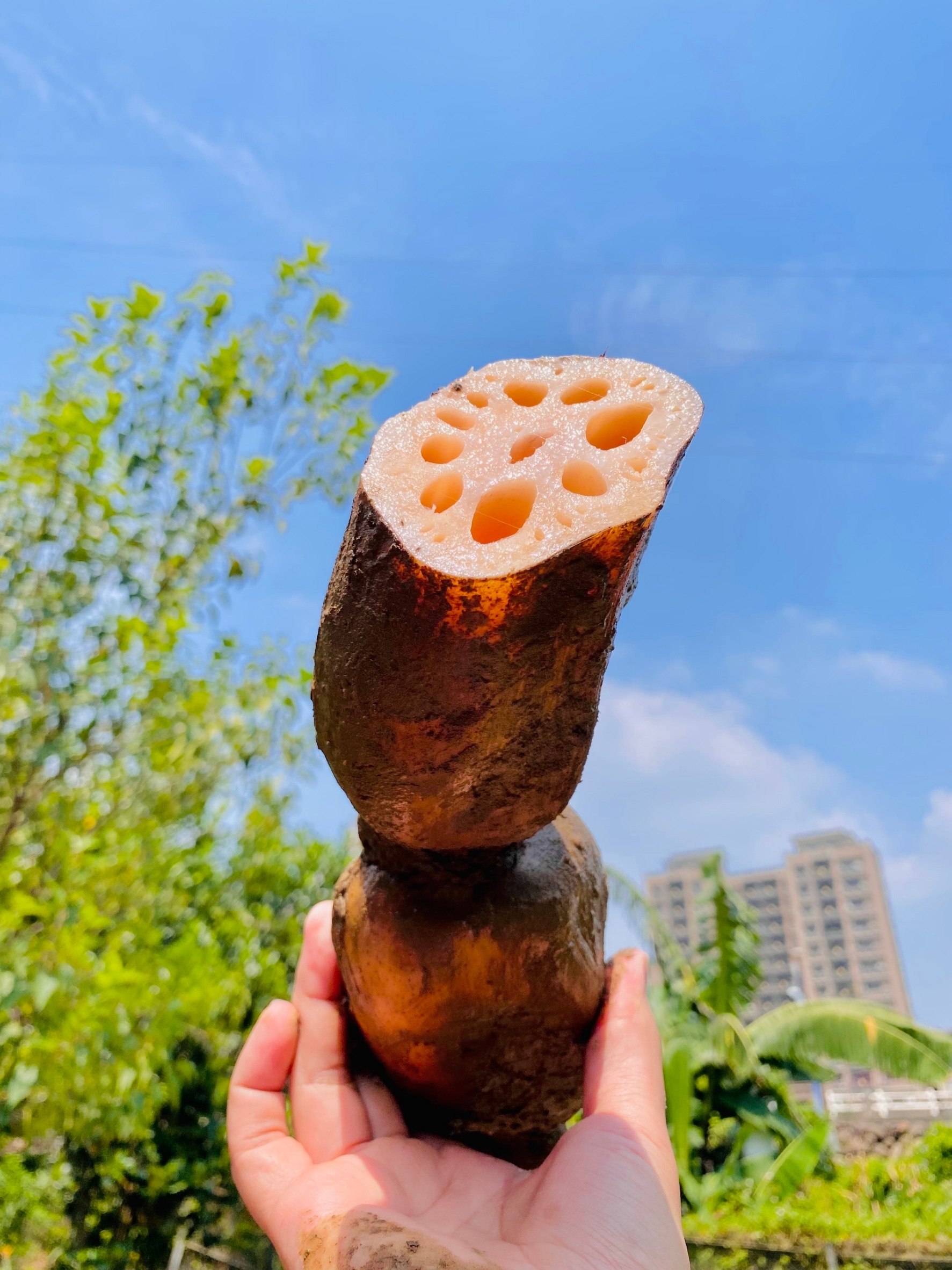 預購【10月27日 (二)發貨】食物日💮現挖新鮮泥蓮藕【約2斤裝/袋】