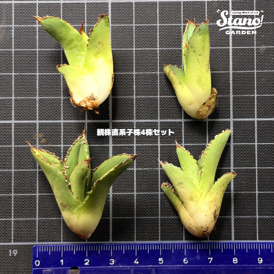 【限定1セット】STANO® アガベ チタノタ 麻花（マーファ）｜親株直系子株4株セット｜抜き苗販売｜20261015