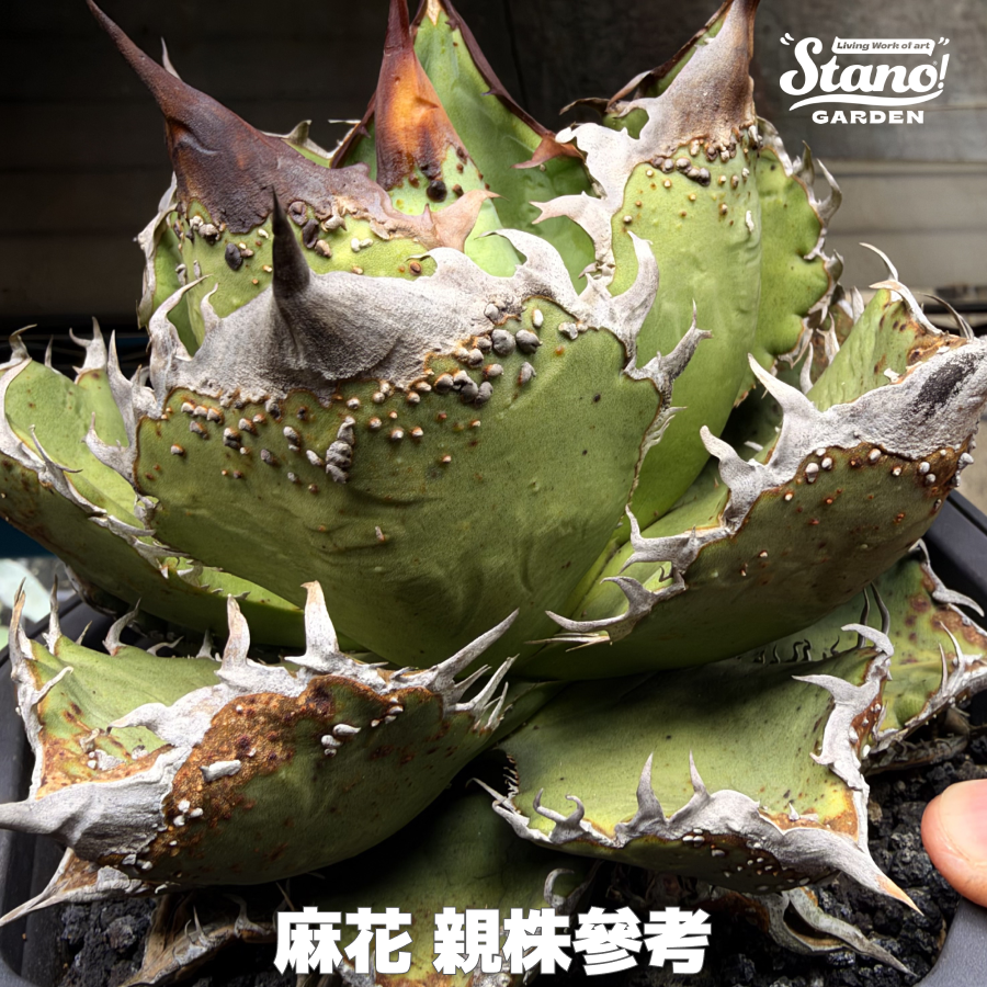 【限定1セット】STANO® アガベ チタノタ 麻花（マーファ）｜親株直系子株4株セット｜抜き苗販売｜20261015