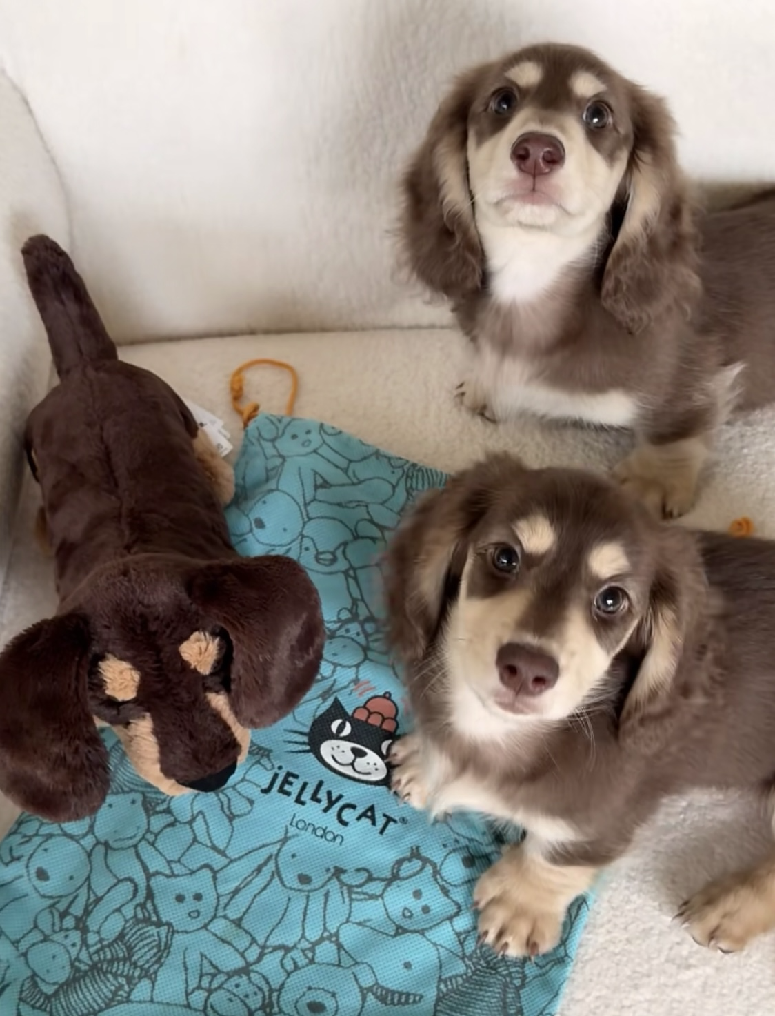 預購！Jellycat 巧克力臘腸