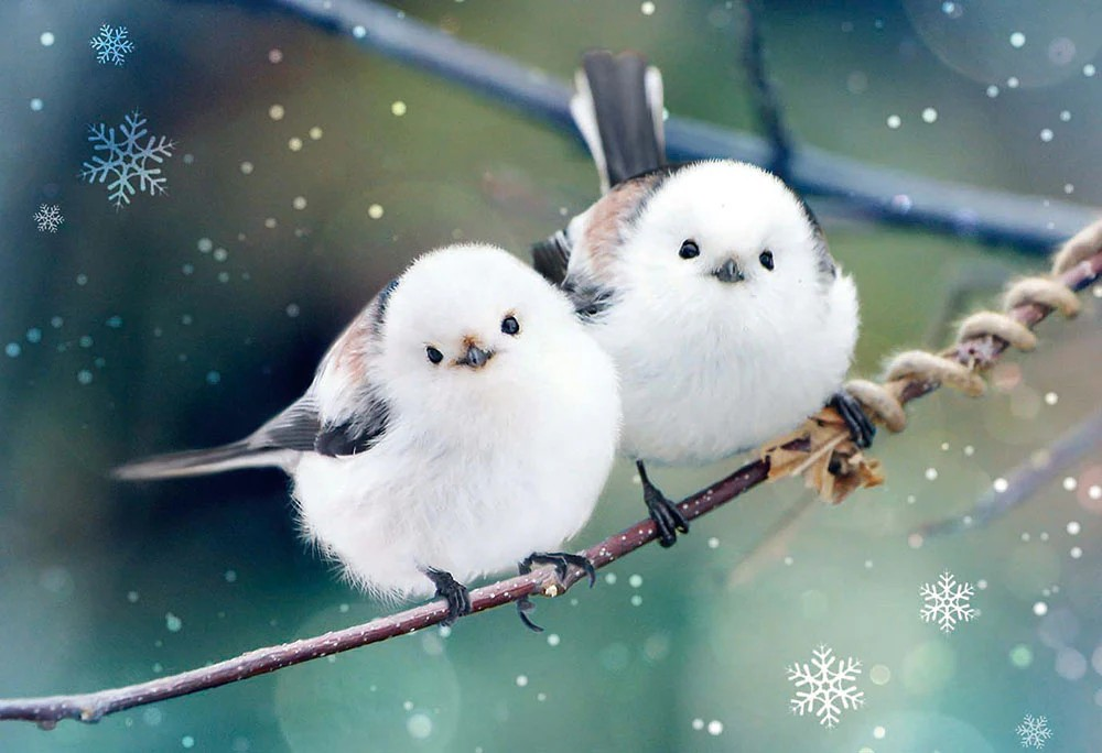 Soft-winged long-tailed bird
