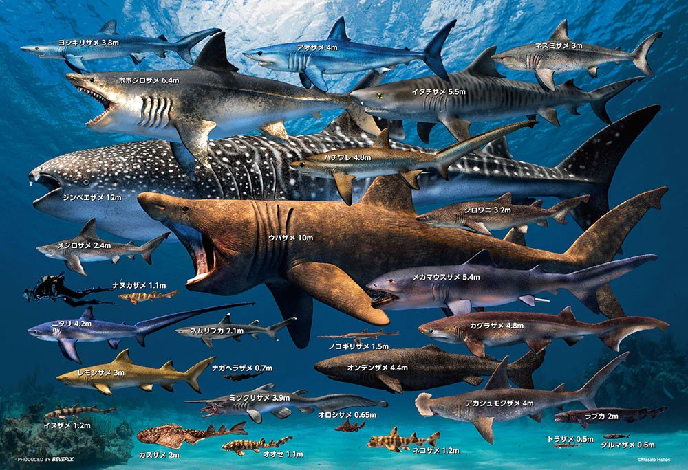 Compare the sizes of sharks around the world