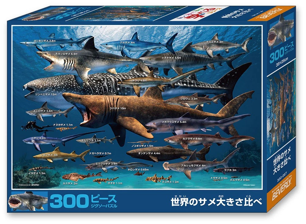Compare the sizes of sharks around the world