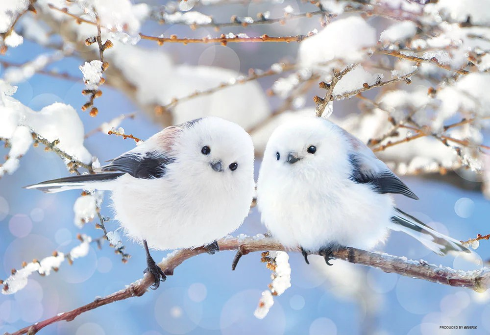 Fluffy striped long-tailed bird