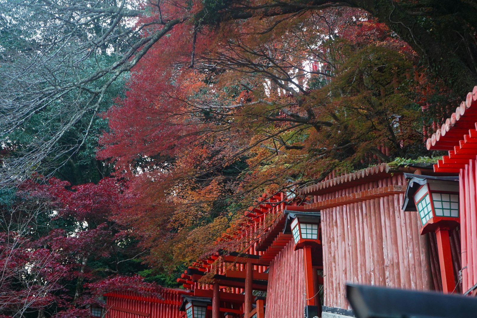 日本神社 秋天紅葉與朱紅色社殿