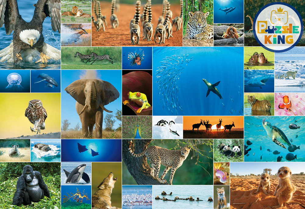 Life Of Animal (Out of print)