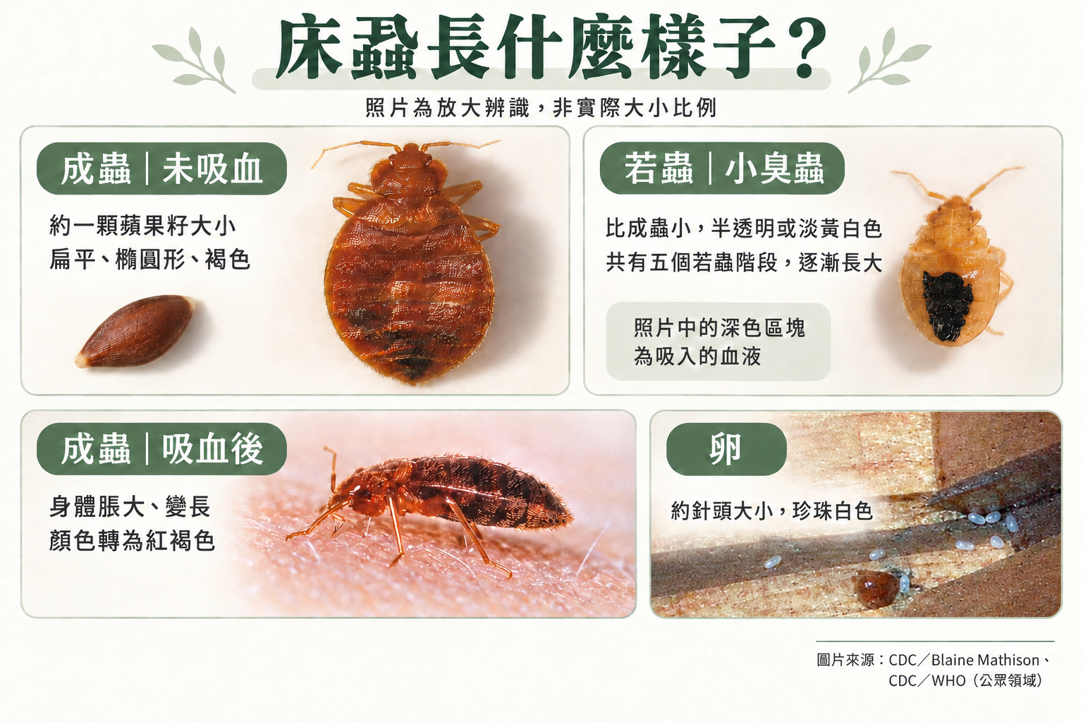 床蝨成蟲吸血前後、若蟲與卵的外觀對照圖